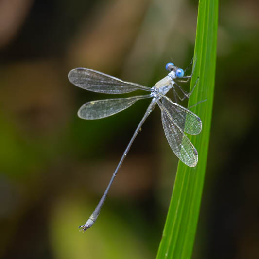 Lestes scalaris (Wedge-striped Spreadwing) male.jpg
